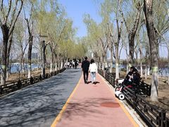 -大兴滨河森林公园