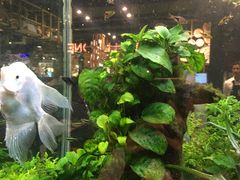 -The Dishes Seafood & Restaurant