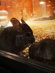 -酷嗒动物文化乐园(cutezoo西溪乐天城店)