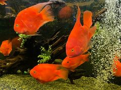 -沙沙哗啦海洋馆(华宇百花谷店)