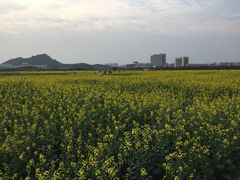 -光明小镇欢乐田园