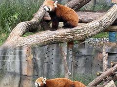 -武汉动物园