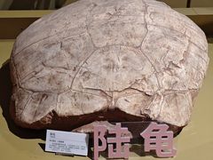 -柳州白莲洞洞穴科学博物馆