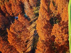 -黄海国家森林公园