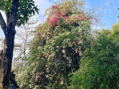 -深圳国际园林花卉博览园