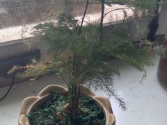 -华夏良子·足道SPA艾灸(铁道大厦店)