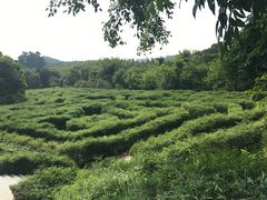 -大屏嶂森林公园