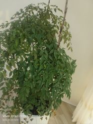 -HEYAN荷妍专业脱毛连锁机构