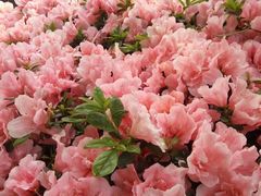 -岷山饭店-芝芝自助餐厅
