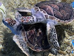 -顺德南宏海立方海洋公园
