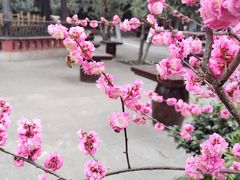 -宝光寺