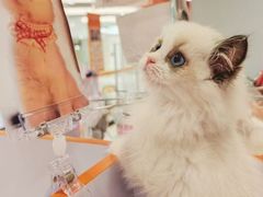 -三花喵·撸猫购宠·宠物生活馆(虹桥南丰城店)