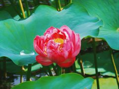 -莲花池公园