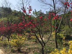 -北京鹫峰国家森林公园