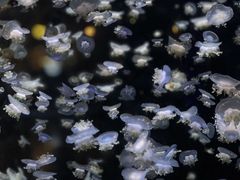 -太平洋海底世界