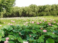 -东郊湿地公园