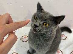 -猫咪派对(江南西店)