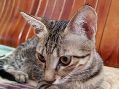 -博特宠物医院24h犬猫全科.骨科·异宠