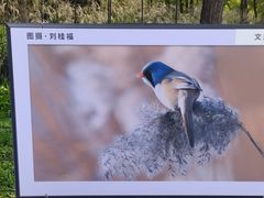 -野鸭湖国家湿地公园