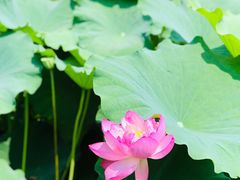 -陈家山荷花公园