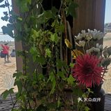 今天来到海边的安娜海景咖啡馆，阳光明媚的中午