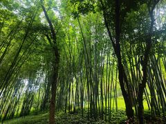 -云溪植物园