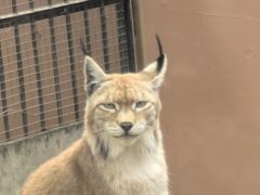 -青藏高原野生动物园