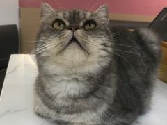 -喵园·猫主题咖啡厅·撸猫·猫咖(国贸店)