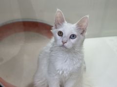 -青奢宠物·青奢猫舍