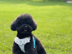 -贡湖湾湿地公园