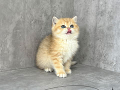 -小猫来了·猫舍(红山六九七九店)