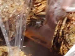 -水一方现烤鱿鱼丝大连特产(高新苏宁百货店)