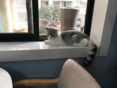 -喵的天空名猫咖啡馆·撸猫·猫舍·用品