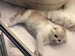 -喵的天空名猫咖啡馆·撸猫·猫舍·用品