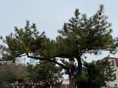 -八大关景区