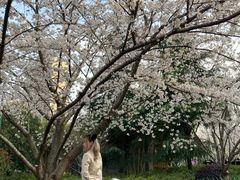 -锦江乐园(地铁站)