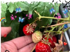 -前小桔亲子创意农场·草莓采摘·露营烧烤