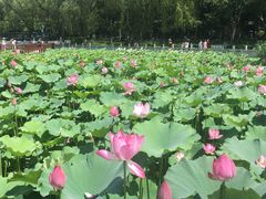 -莲花池公园