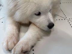 -毛绒耶耶撸宠馆·猫咖·狗咖·荷兰猪咖