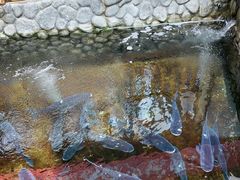 -耕渔小院·湖南鱼鲜(望城店)