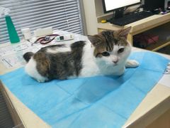 -芭比堂宠物医院·全科爱猫医院·仁德分院
