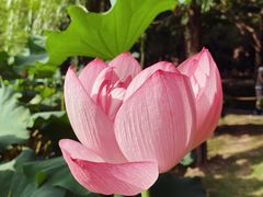 -陈家山荷花公园