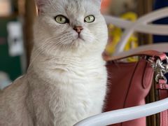 -喵屿·大理花园猫咖