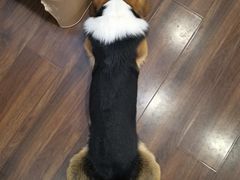 -柯斗斗主题餐厅·狗咖·围炉煮茶·茶饮(国瑞升平里店)