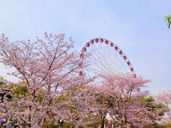-顾村公园