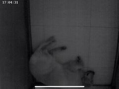 -趣玩宠物乐园寄养训犬训狗游泳池