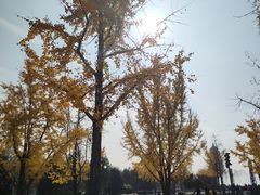 -大雁塔北广场音乐喷泉
