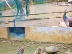 -武汉紫薇都市田园