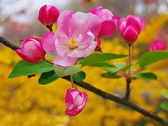 -海棠花溪(元大都城垣遗址公园)