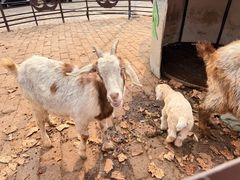 -海拉尔蒙古包(房山长阳店)